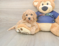8 week old Poochon Puppy For Sale - Windy City Pups