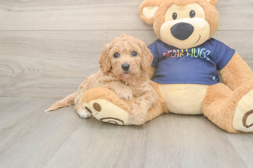 5 week old Poochon Puppy For Sale - Windy City Pups