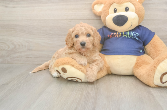 5 week old Poochon Puppy For Sale - Windy City Pups Hypoallergenic Bichpoo Poodle Mix Puppy