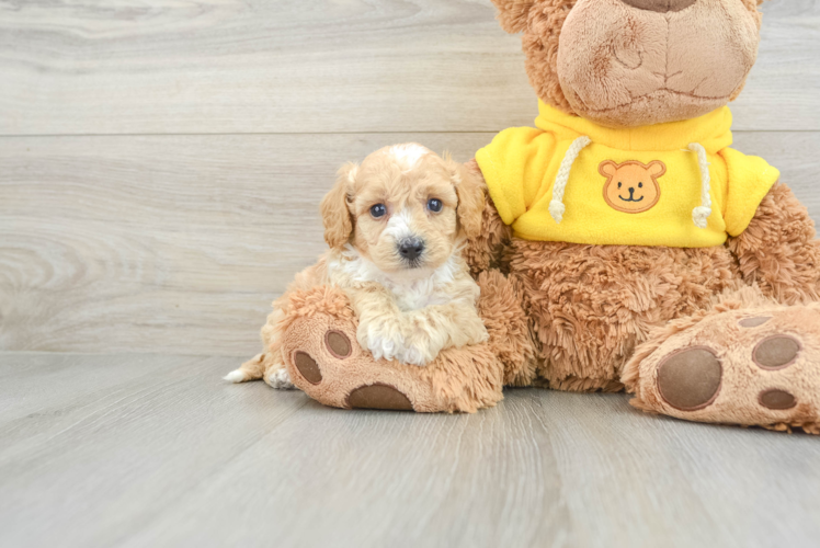 Funny Poochon Poodle Mix Pup