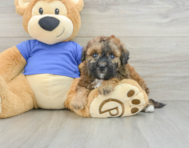 6 week old Poochon Puppy For Sale - Windy City Pups