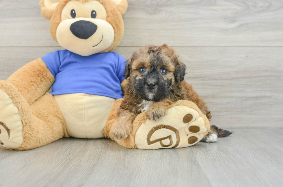 5 week old Poochon Puppy For Sale - Windy City Pups