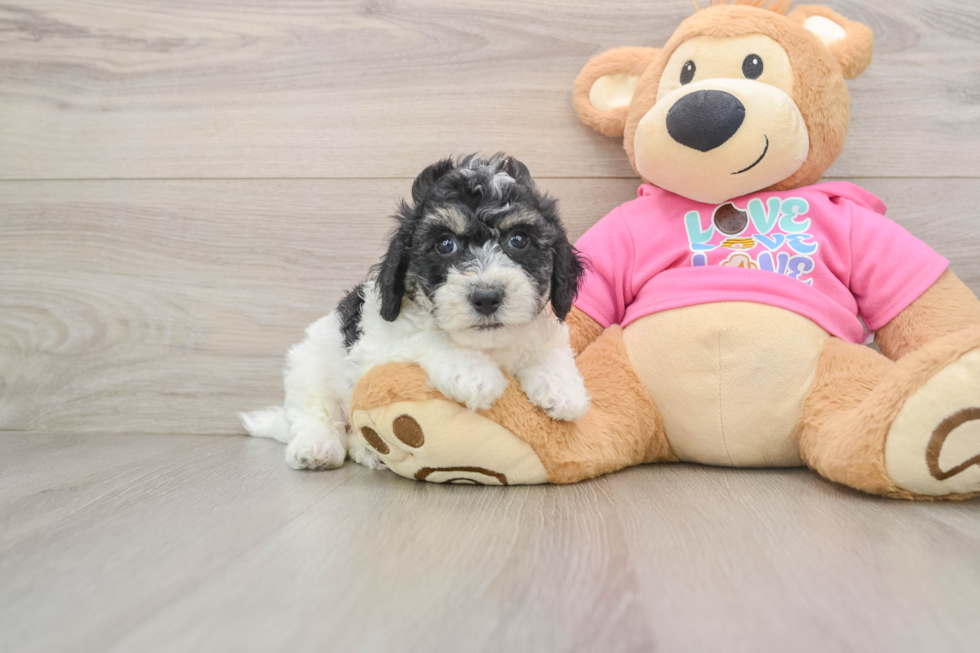 Poochon Puppy for Adoption