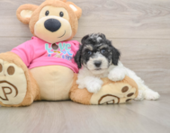 6 week old Poochon Puppy For Sale - Windy City Pups