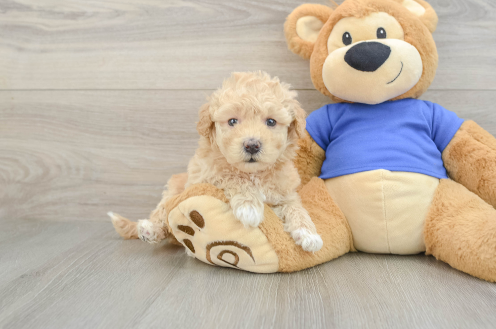 5 week old Poochon Puppy For Sale - Windy City Pups