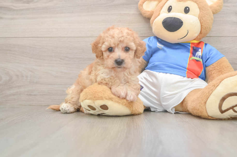 7 week old Poochon Puppy For Sale - Windy City Pups