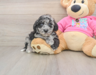 7 week old Poochon Puppy For Sale - Windy City Pups