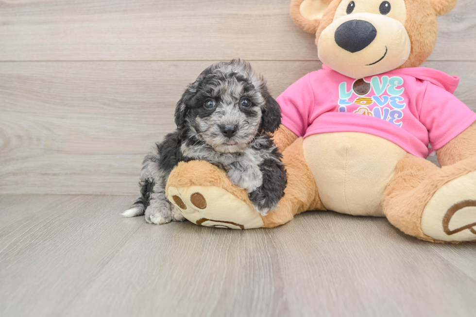 Hypoallergenic Bichpoo Poodle Mix Puppy