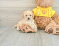 5 week old Poochon Puppy For Sale - Windy City Pups