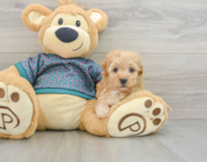 6 week old Poochon Puppy For Sale - Windy City Pups