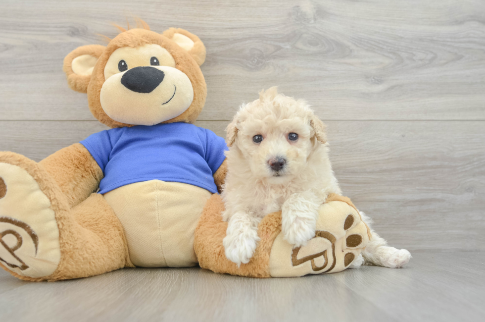 5 week old Poochon Puppy For Sale - Windy City Pups