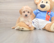 8 week old Poochon Puppy For Sale - Windy City Pups