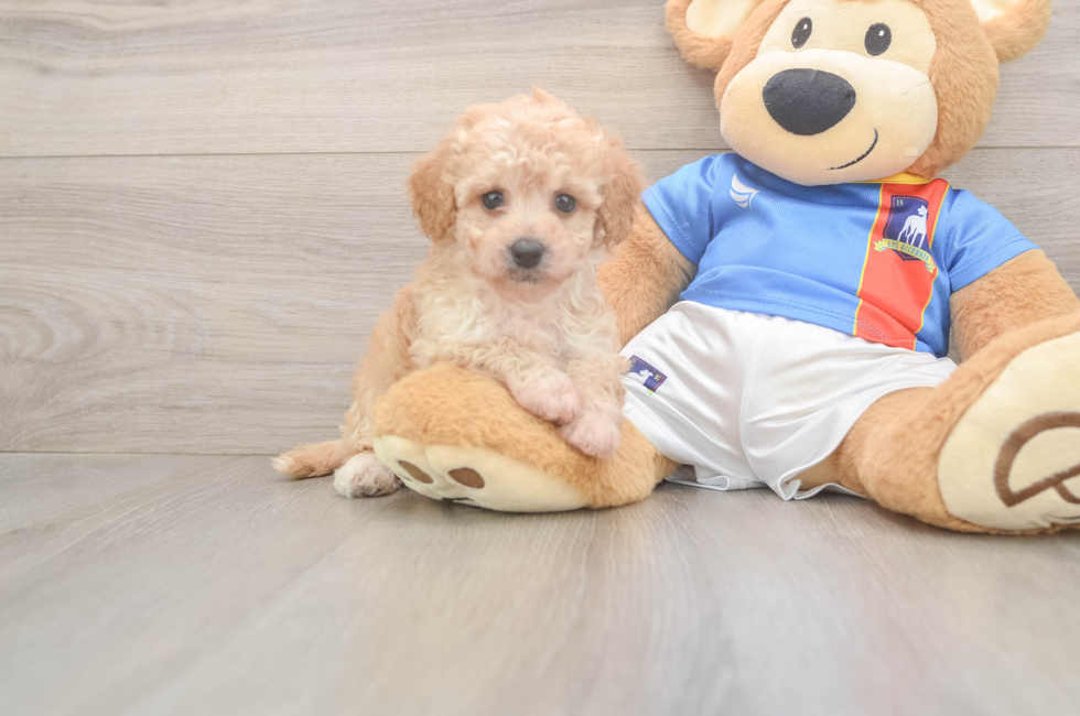 7 week old Poochon Puppy For Sale - Windy City Pups