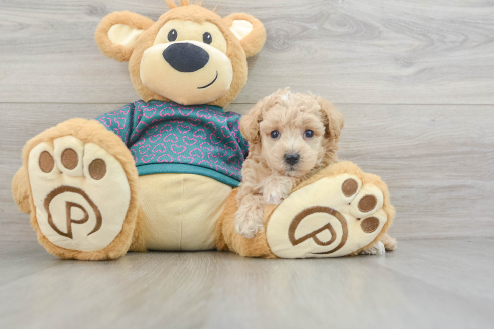 Fluffy Poochon Poodle Mix Pup