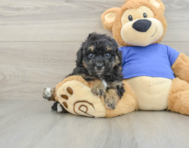 5 week old Poochon Puppy For Sale - Windy City Pups