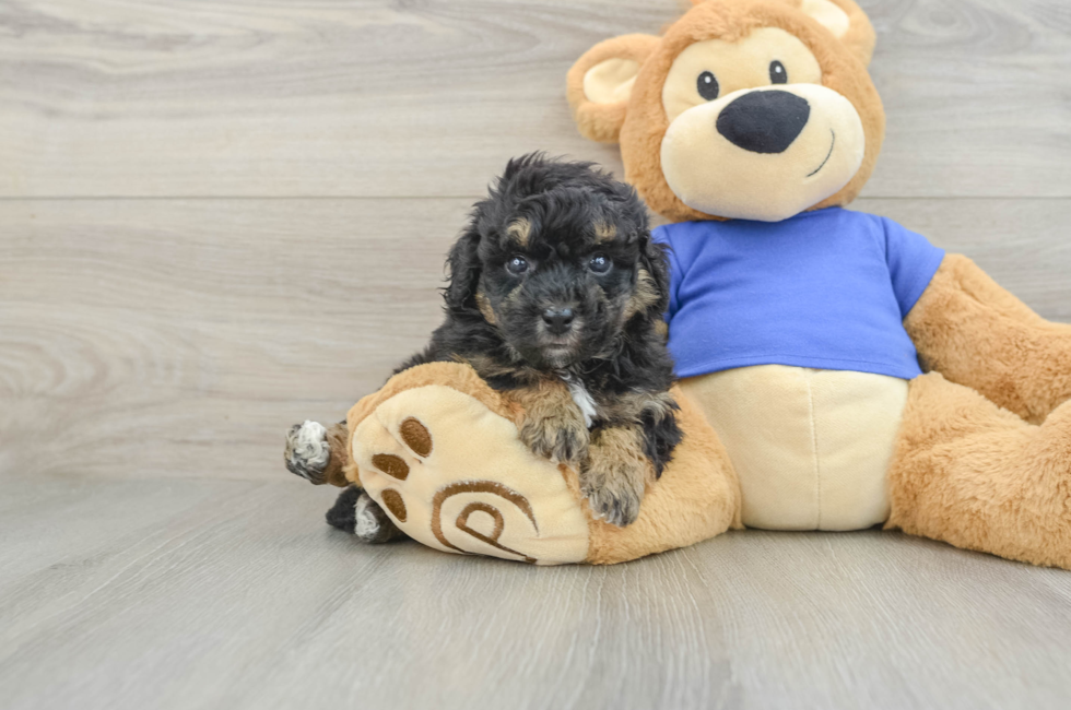 5 week old Poochon Puppy For Sale - Windy City Pups