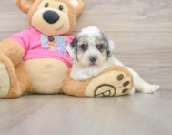 6 week old Poochon Puppy For Sale - Windy City Pups