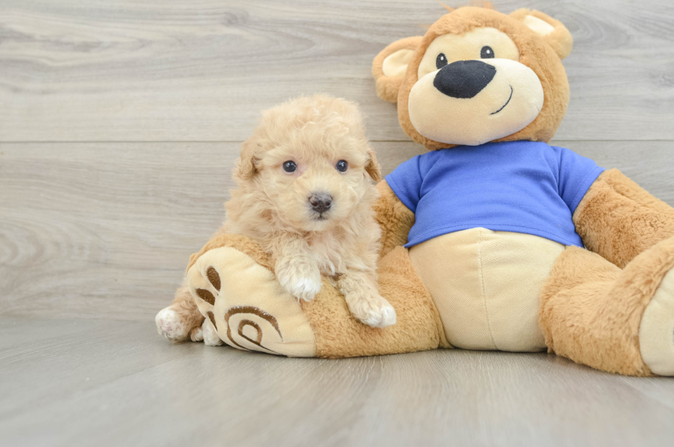 5 week old Poochon Puppy For Sale - Windy City Pups