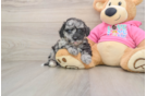 Best Poochon Baby