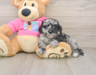 6 week old Poochon Puppy For Sale - Windy City Pups