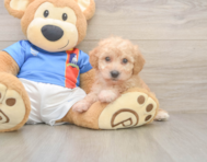 8 week old Poochon Puppy For Sale - Windy City Pups