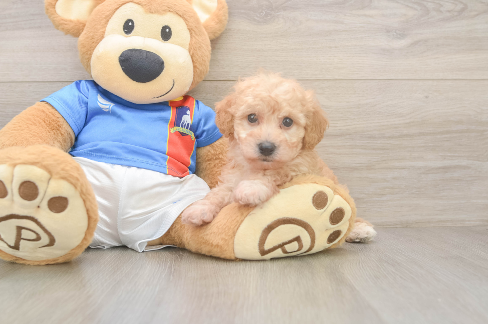 7 week old Poochon Puppy For Sale - Windy City Pups
