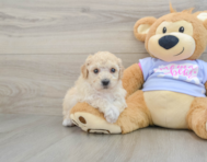 5 week old Poochon Puppy For Sale - Windy City Pups