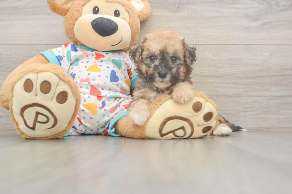 6 week old Poochon Puppy For Sale - Windy City Pups