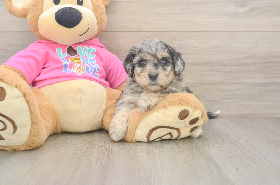 5 week old Poochon Puppy For Sale - Windy City Pups