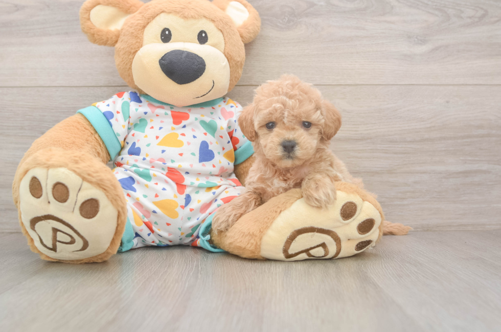 6 week old Poochon Puppy For Sale - Windy City Pups