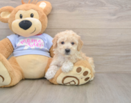 5 week old Poochon Puppy For Sale - Windy City Pups