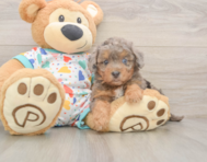 7 week old Poochon Puppy For Sale - Windy City Pups