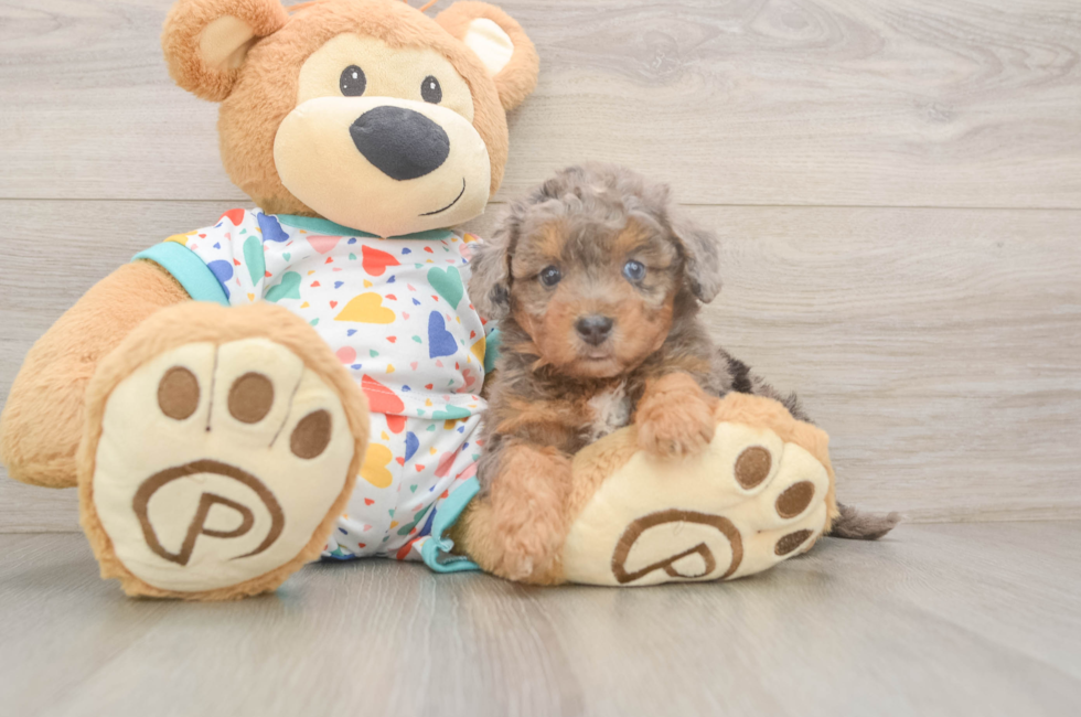 6 week old Poochon Puppy For Sale - Windy City Pups