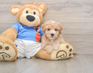 5 week old Poochon Puppy For Sale - Windy City Pups
