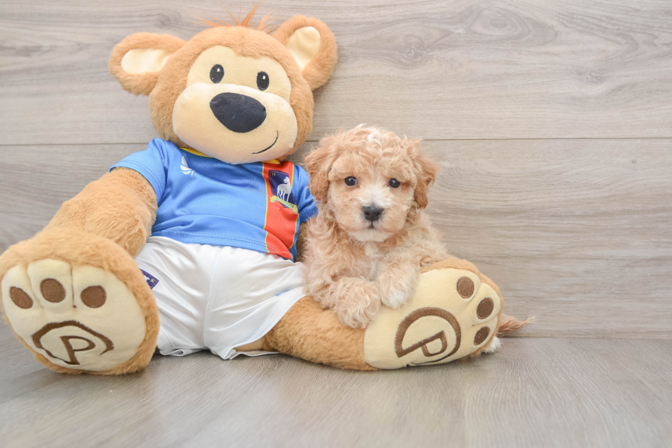 Poochon Puppy for Adoption