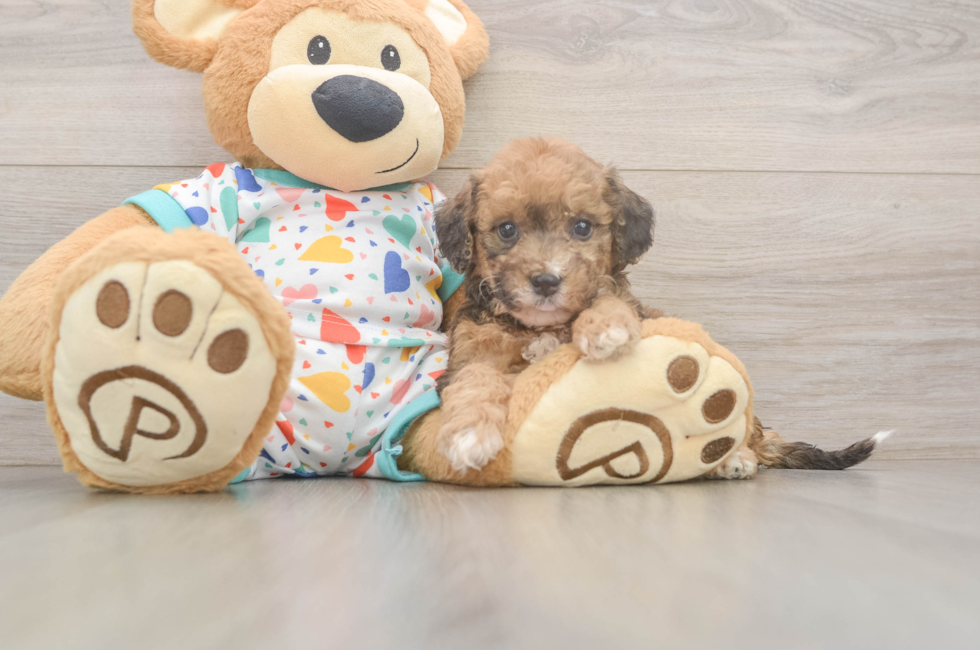 6 week old Poochon Puppy For Sale - Windy City Pups