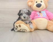 7 week old Poochon Puppy For Sale - Windy City Pups