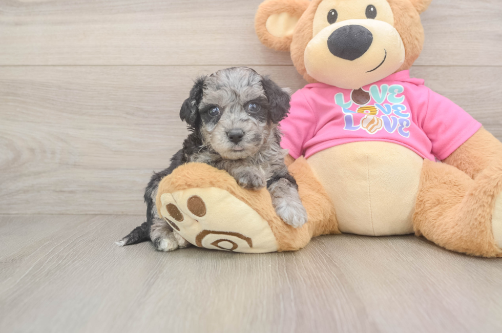 5 week old Poochon Puppy For Sale - Windy City Pups