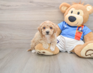 5 week old Poochon Puppy For Sale - Windy City Pups