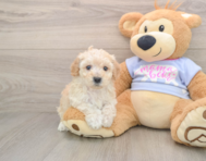 5 week old Poochon Puppy For Sale - Windy City Pups