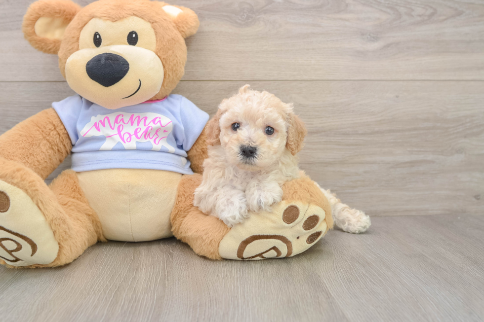 Poochon Puppy for Adoption