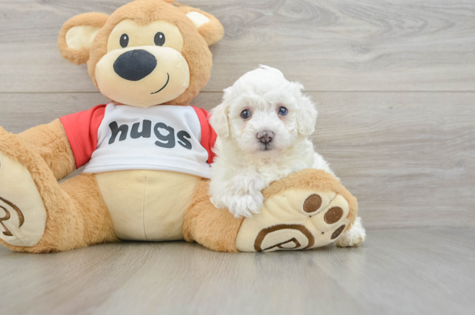 6 week old Poochon Puppy For Sale - Windy City Pups
