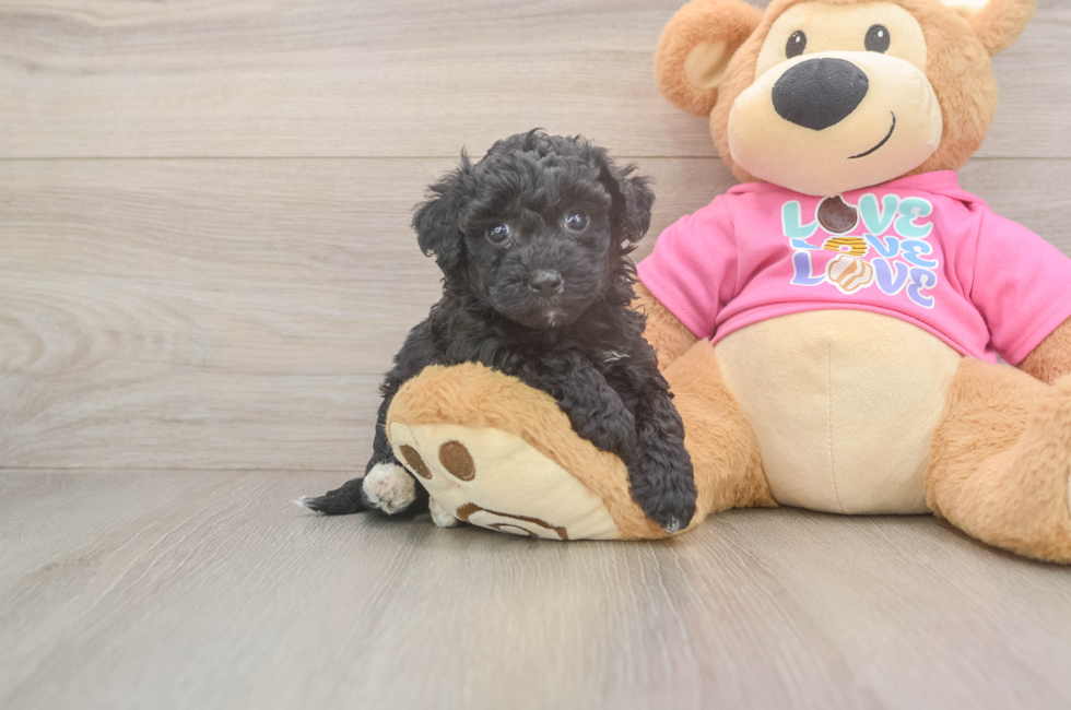 5 week old Poochon Puppy For Sale - Windy City Pups