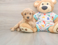 7 week old Poochon Puppy For Sale - Windy City Pups