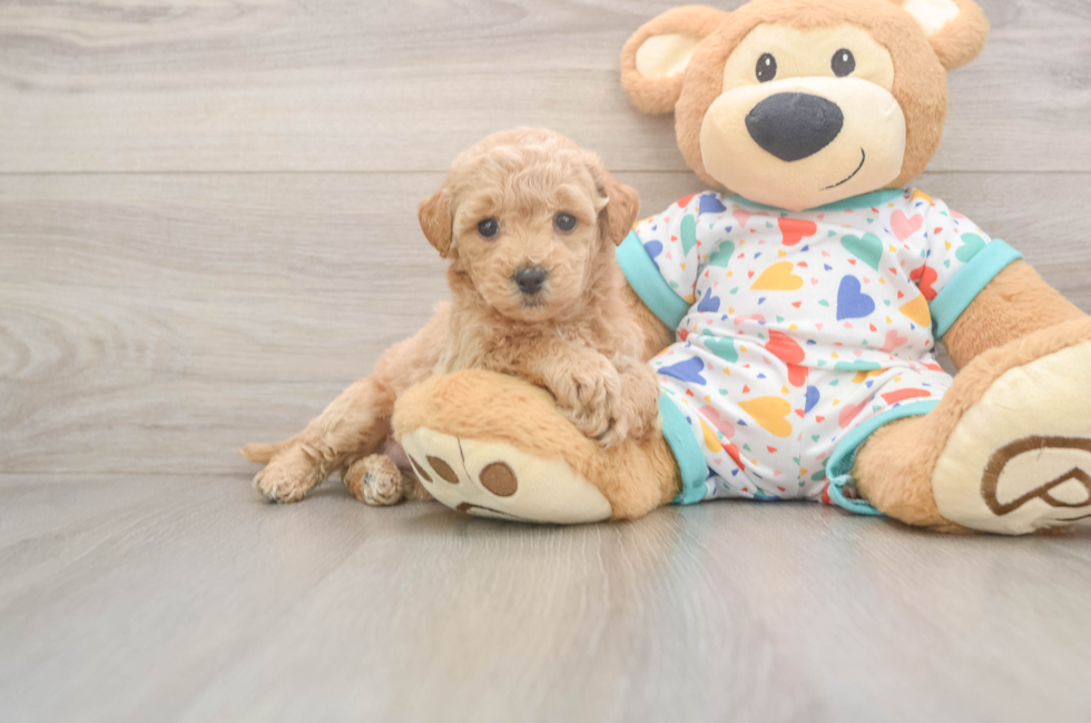 6 week old Poochon Puppy For Sale - Windy City Pups