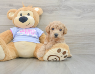 5 week old Poochon Puppy For Sale - Windy City Pups