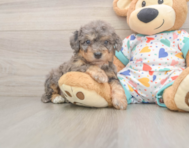 8 week old Poochon Puppy For Sale - Windy City Pups
