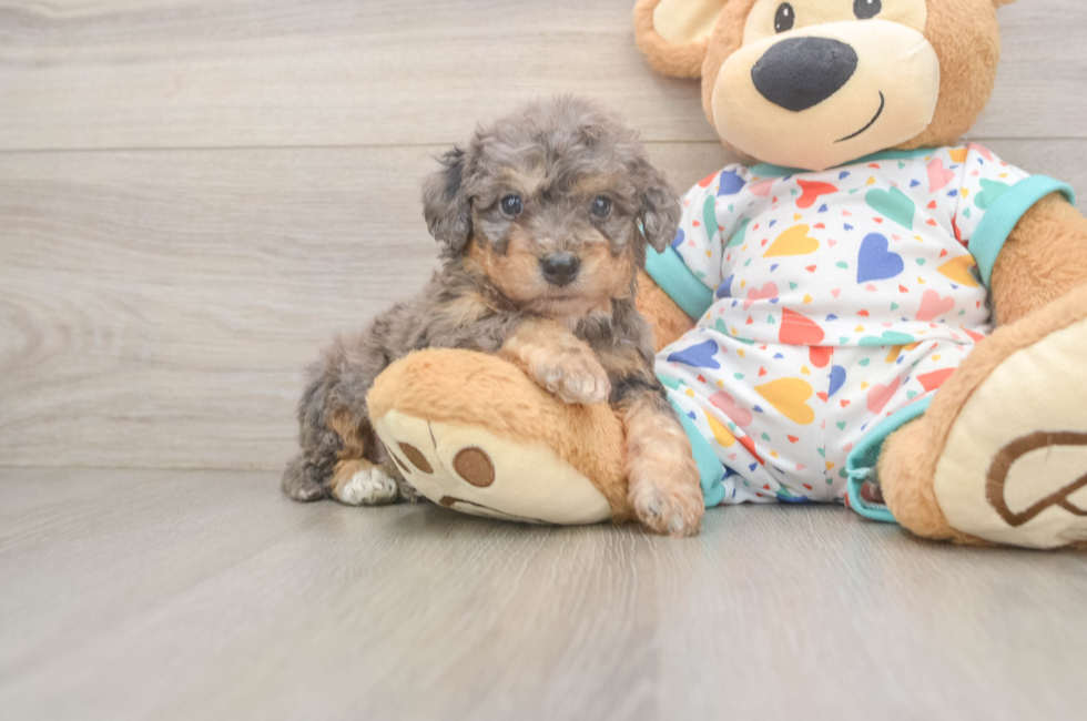 6 week old Poochon Puppy For Sale - Windy City Pups
