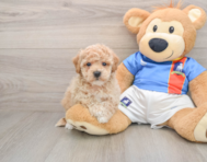 5 week old Poochon Puppy For Sale - Windy City Pups