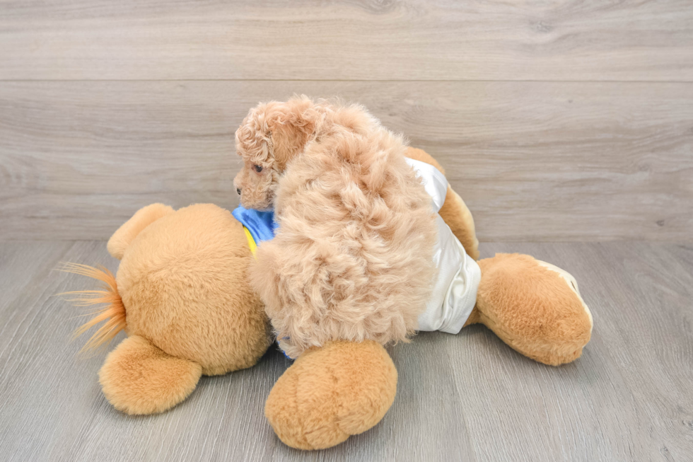 Poochon Pup Being Cute